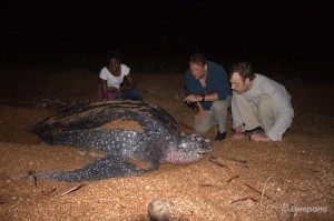 Eine Lederschildkröte am Shell Beach