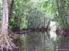 auf-dem-weg-zum-shell-beach-durch-die-mangrove