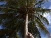 kokosnussernte